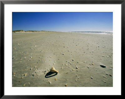 View Along The Beach Of Shells Left By The Tide by Stephen Alvarez Pricing Limited Edition Print image
