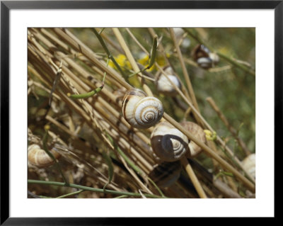 Snails Cling To Plant Stems by Joe Scherschel Pricing Limited Edition Print image