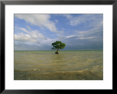 Lone Mangrove Tree Standing In The Surf by Skip Brown Pricing Limited Edition Print image
