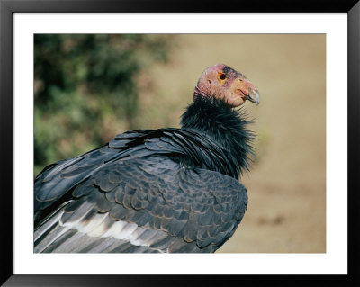A Captive California Condor by Roy Toft Pricing Limited Edition Print image