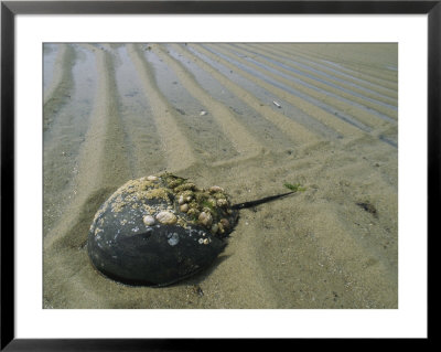 Horseshoe Crab Encrusted With Barnacles And Jingle Shells On Beach by Darlyne A. Murawski Pricing Limited Edition Print image