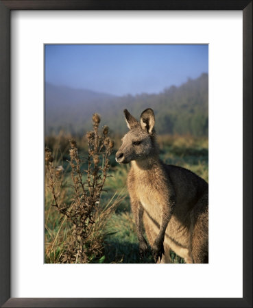 Eastern Grey Kangaroo, New South Wales, Australia, Pacific by Jochen Schlenker Pricing Limited Edition Print image