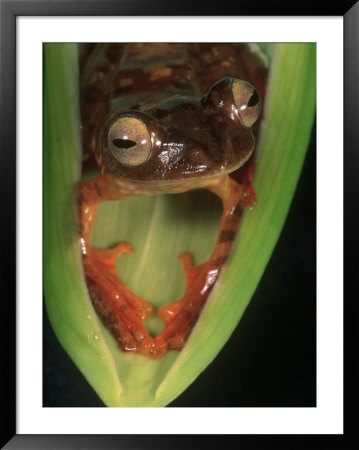 Panther Flying Frog, Indonesia by Marian Bacon Pricing Limited Edition Print image