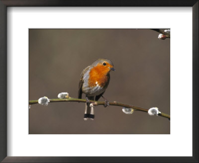 Robin, Perched On Pussy Willow, Uk by Mark Hamblin Pricing Limited Edition Print image