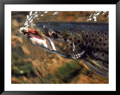 Fish On A Hook by Brian Payne Pricing Limited Edition Print image