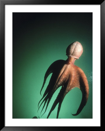 Giant Pacific Octopus, British Columbia by Jeff Rotman Pricing Limited Edition Print image