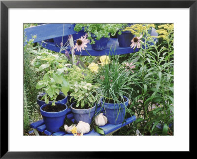 Herbs In Painted Pots by Lynne Brotchie Pricing Limited Edition Print image