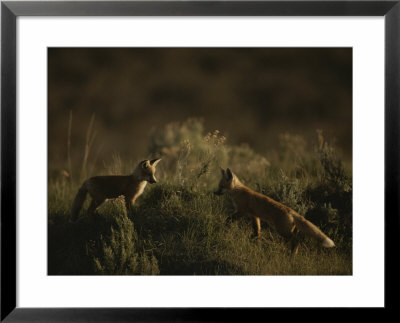 Red Fox Kits, Red Rocks National Wildlife Refuge, Montana by Raymond Gehman Pricing Limited Edition Print image