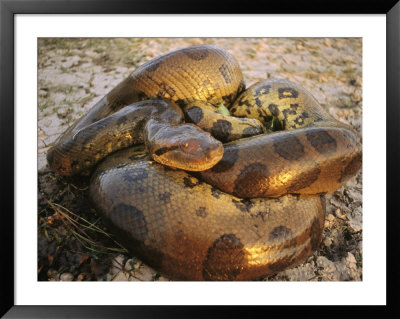 A Coiled Anaconda by Ed George Pricing Limited Edition Print image