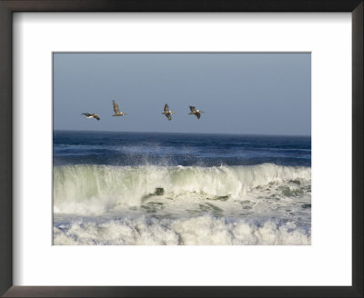 Four Brown Pelicans Flying Above The Surf, California by Rich Reid Pricing Limited Edition Print image