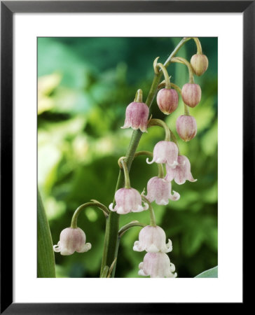 Lily-Of-The-Valley by Chris Burrows Pricing Limited Edition Print image