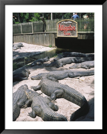 St. Augustine Alligator Farm Zoological Park by Stephen Saks Pricing Limited Edition Print image