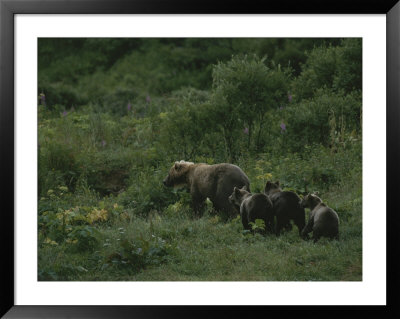 A Female Grizzly Bear Leads Her Cubs Through A Lush Landscape by Karen Kasmauski Pricing Limited Edition Print image