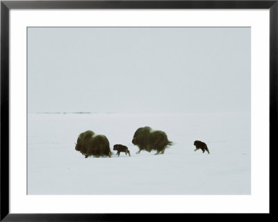 Female Muskoxen Flee With Their Calves, Who Have A Difficult Time Keeping Up by Norbert Rosing Pricing Limited Edition Print image