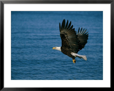 An American Bald Eagle Grabs A Fish On The Fly by Paul Nicklen Pricing Limited Edition Print image