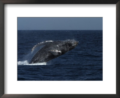 A Breaching Humpback Whale In The Sea Of Cortez by Ralph Lee Hopkins Pricing Limited Edition Print image