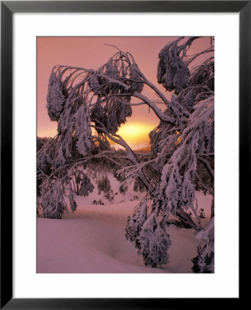 Snow Laden Trees On Mt. Baw Baw, Baw Baw National Park, Australia by Paul Sinclair Pricing Limited Edition Print image