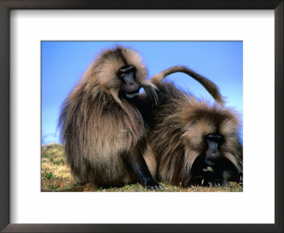 Gelada Baboons (Theropithecus Gelada) Grooming, Simien Mountains National Park, Ethiopia by Frances Linzee Gordon Pricing Limited Edition Print image