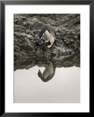 Chinstrap Penguin, Aitcho Island, South Shetland Islands, Antarctica, Polar Regions by Sergio Pitamitz Pricing Limited Edition Print image