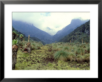 Path Across Upper Bigo Bog Towards Maln Mts, Rwenzori Mountains, Uganda by Michael Brown Pricing Limited Edition Print image