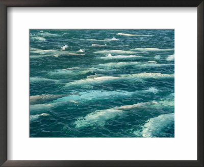 A Pod Of Beluga Whales Swim At The Waters Surface by Norbert Rosing Pricing Limited Edition Print image