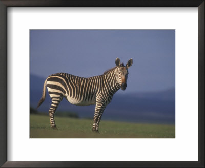 Rare Cape Mountain Zebra, South Africa by Stuart Westmoreland Pricing Limited Edition Print image