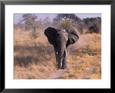 Elephant, Okavango Delta, Botswana by Gavriel Jecan Pricing Limited Edition Print image
