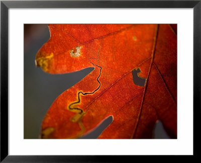 Oak Trees Reach Their Peak Of Fall Color by Joel Sartore Pricing Limited Edition Print image