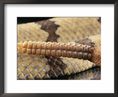 Rattle Of The Rock Rattlesnake by George Grall Pricing Limited Edition Print image