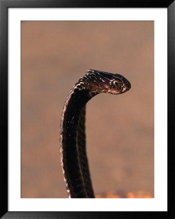 Snake Charmer's Snake, India by Chris Mellor Pricing Limited Edition Print image