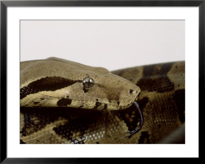 Common Boa, Boa Constrictor Imperator by Les Stocker Pricing Limited Edition Print image