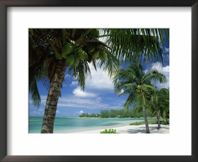 Palms On Shore, Cayman Kai Near Rum Point, Grand Cayman, Cayman Islands, West Indies by Ruth Tomlinson Pricing Limited Edition Print image