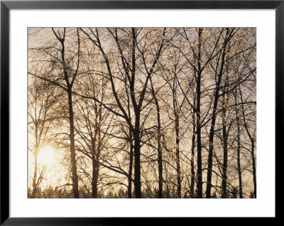 Bare Trees With Ice On Branches At Sunset, Leavenworth, Washington, Usa by John & Lisa Merrill Pricing Limited Edition Print image