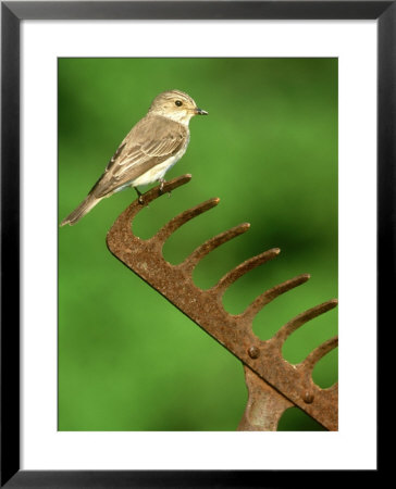 Spotted Flycatcher, Muscicapa Striata Perched On Rusty Garden Rake, Uk by Mark Hamblin Pricing Limited Edition Print image