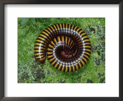 Cameroon Giant Orange Millipede by Brian Kenney Pricing Limited Edition Print image