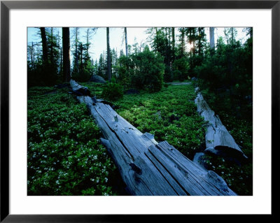 Ponderosa Pine Logs Lie In A Field Of Bear Clover by James P. Blair Pricing Limited Edition Print image