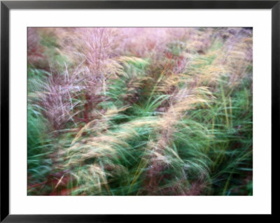 Close View Of Windblown Bluejoint Reedgrass by Raymond Gehman Pricing Limited Edition Print image