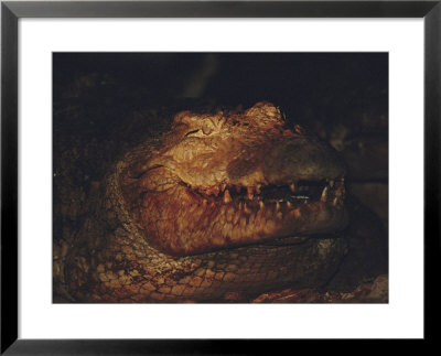Crocodile In Motion by Chris Johns Pricing Limited Edition Print image