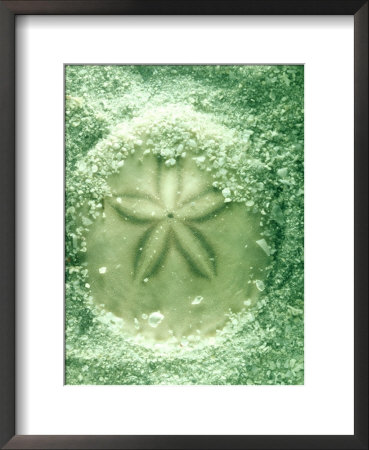Sand Dollar, Great Barrier Reef by Oxford Scientific Pricing Limited Edition Print image