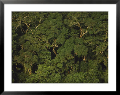 An Aerial View Of The Rain Forest In Nouabale-Ndoki National Park by Michael Nichols Pricing Limited Edition Print image