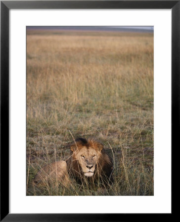 An African Lion Rests On The Serengeti Plain by Jodi Cobb Pricing Limited Edition Print image