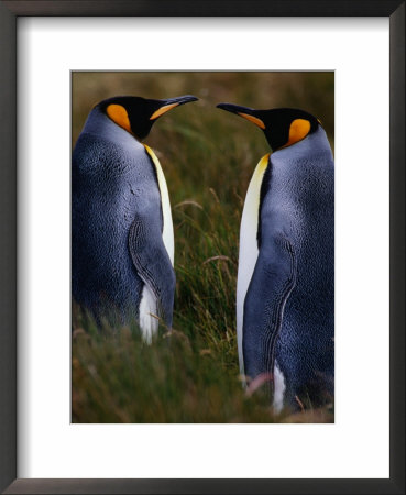 Emperor Penguins (Aptenodytes Forsteri), Antarctica by Chester Jonathan Pricing Limited Edition Print image