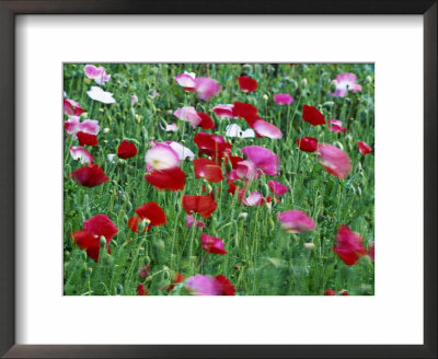 Papaver (Poppy In Wind) by Mark Bolton Pricing Limited Edition Print image