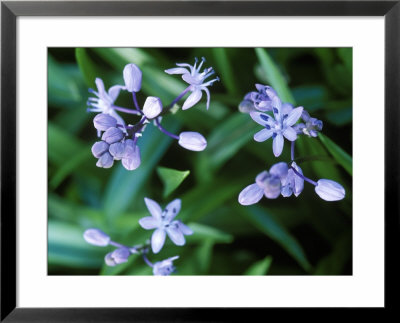 Scilla Messenaica (Squill), Close-Up Of Small Purple Lilac Flowers by Mark Bolton Pricing Limited Edition Print image