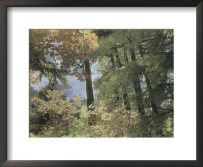 Autumn Color Adds Brillance To A Woodland View by Annie Griffiths Belt Pricing Limited Edition Print image