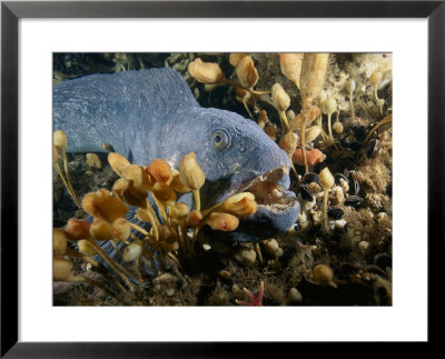 Close-Up Of An Atlantic Wolffish by Brian J. Skerry Pricing Limited Edition Print image