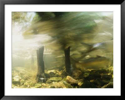Fish Swim About The Legs Of A Dog Standing In A Stream by Bill Curtsinger Pricing Limited Edition Print image