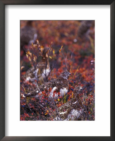 Will Ptarmigan Forage For Blueberries, Denali National Park, Alaska, Usa by Hugh Rose Pricing Limited Edition Print image