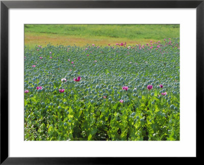 Opium Poppies Are A Legal Crop For Production Of Morphine, Sandinski, Bulgaria by Louise Murray Pricing Limited Edition Print image