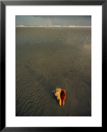 A Seashell Lies Washed Up On A Beach by Jodi Cobb Pricing Limited Edition Print image